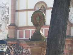 Columba livia domestica