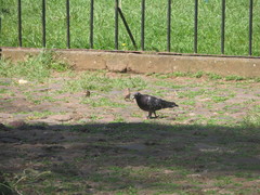 Columba livia domestica