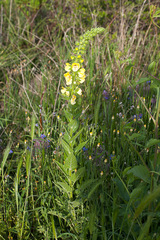 Verbascum creticum