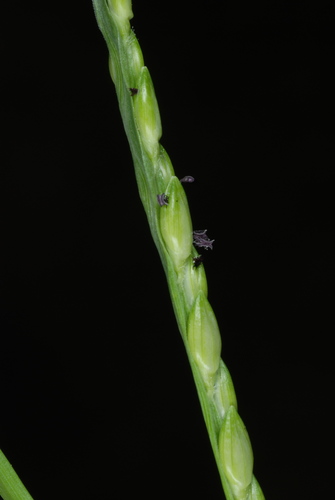 Image of Urochloa platyphylla by (c) Douglas Goldman, some rights reserved (CC BY-SA)