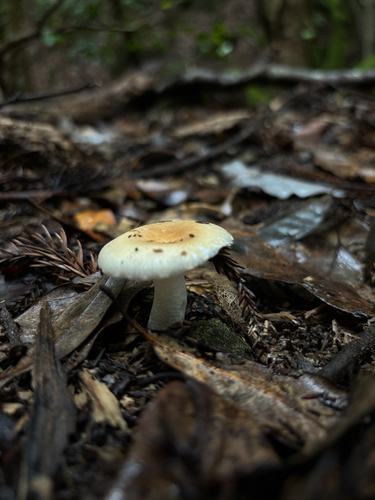 Hygrophorus roseobrunneus