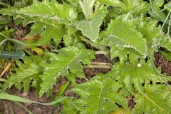 Verbascum creticum