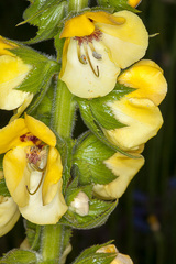 Verbascum creticum