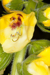 Verbascum creticum
