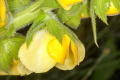 Verbascum creticum