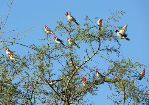 Red-crested Cardinal (Paroaria coronata), a species recorded in Hawaii