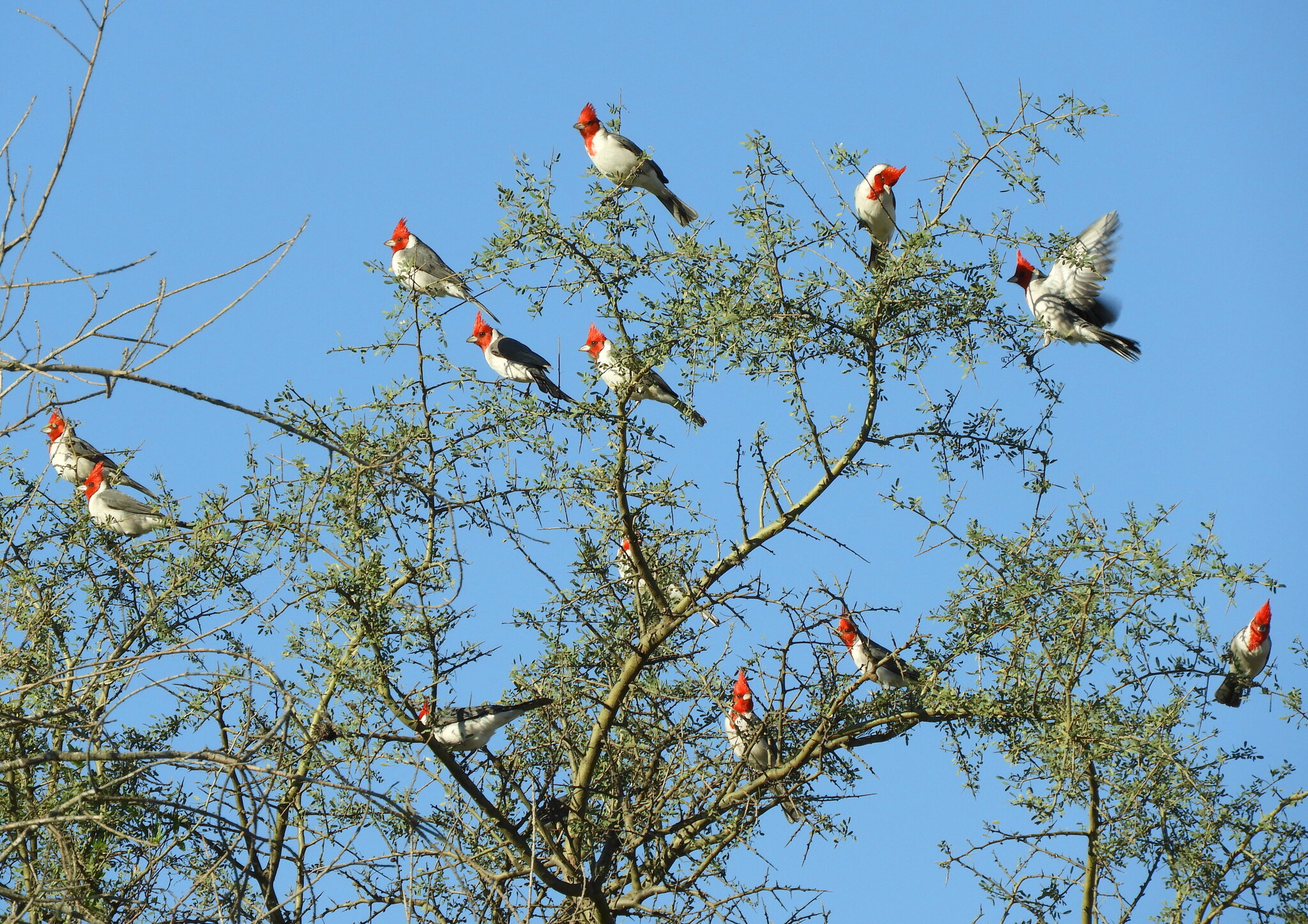 Red-crested Cardinal (Paroaria coronata)