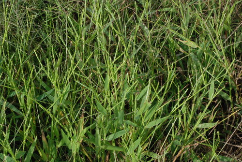 Image of Urochloa platyphylla by (c) Douglas Goldman, some rights reserved (CC BY-SA)