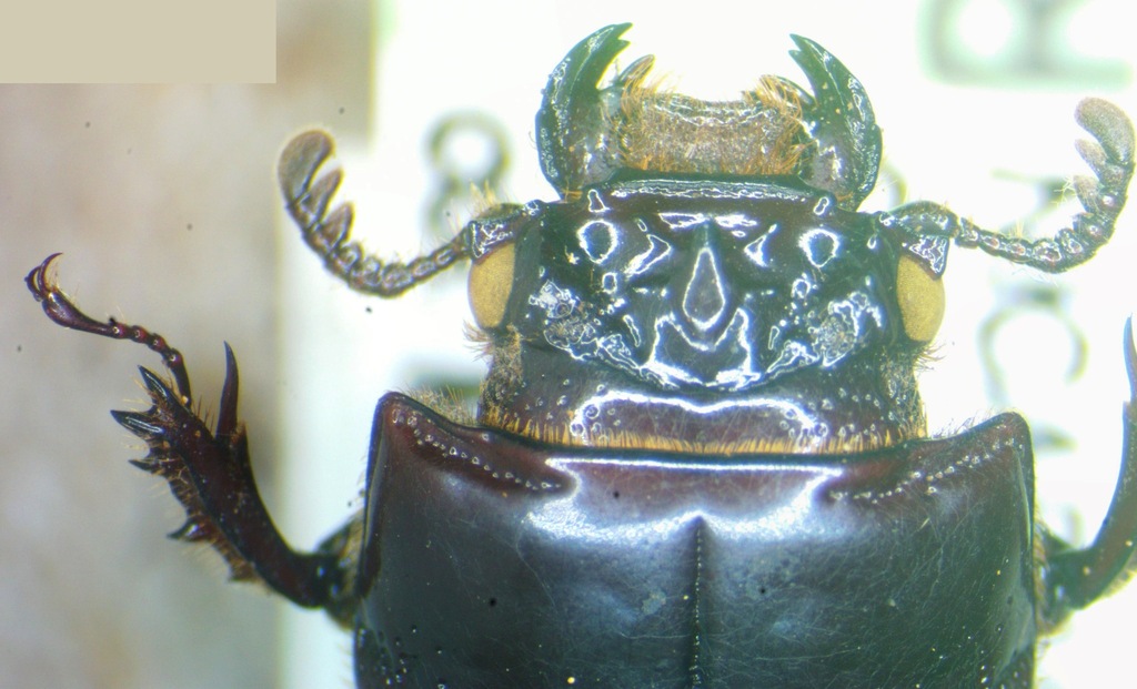 Petrejoides