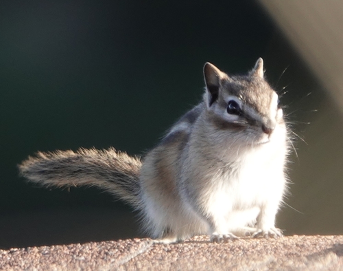 Least Chipmunk photographed in Nebraska