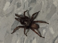 Aptostichus miwok