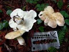 Albatrellaceae