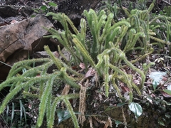 Phlegmariurus squarrosus