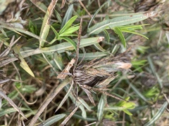 Blepharis acanthodioides