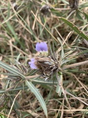 Blepharis acanthodioides