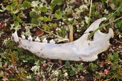 Pagophilus groenlandicus
