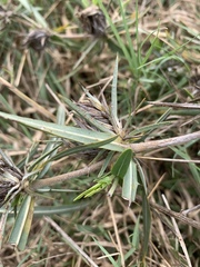 Blepharis acanthodioides