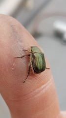 Anomala octiescostata