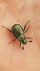 Anomala octiescostata