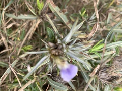 Blepharis acanthodioides