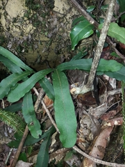 Microsorum latilobatum