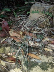 Asplenium novae-caledoniae