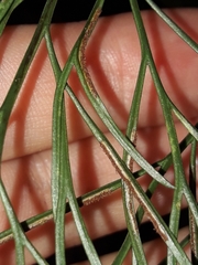Asplenium novae-caledoniae