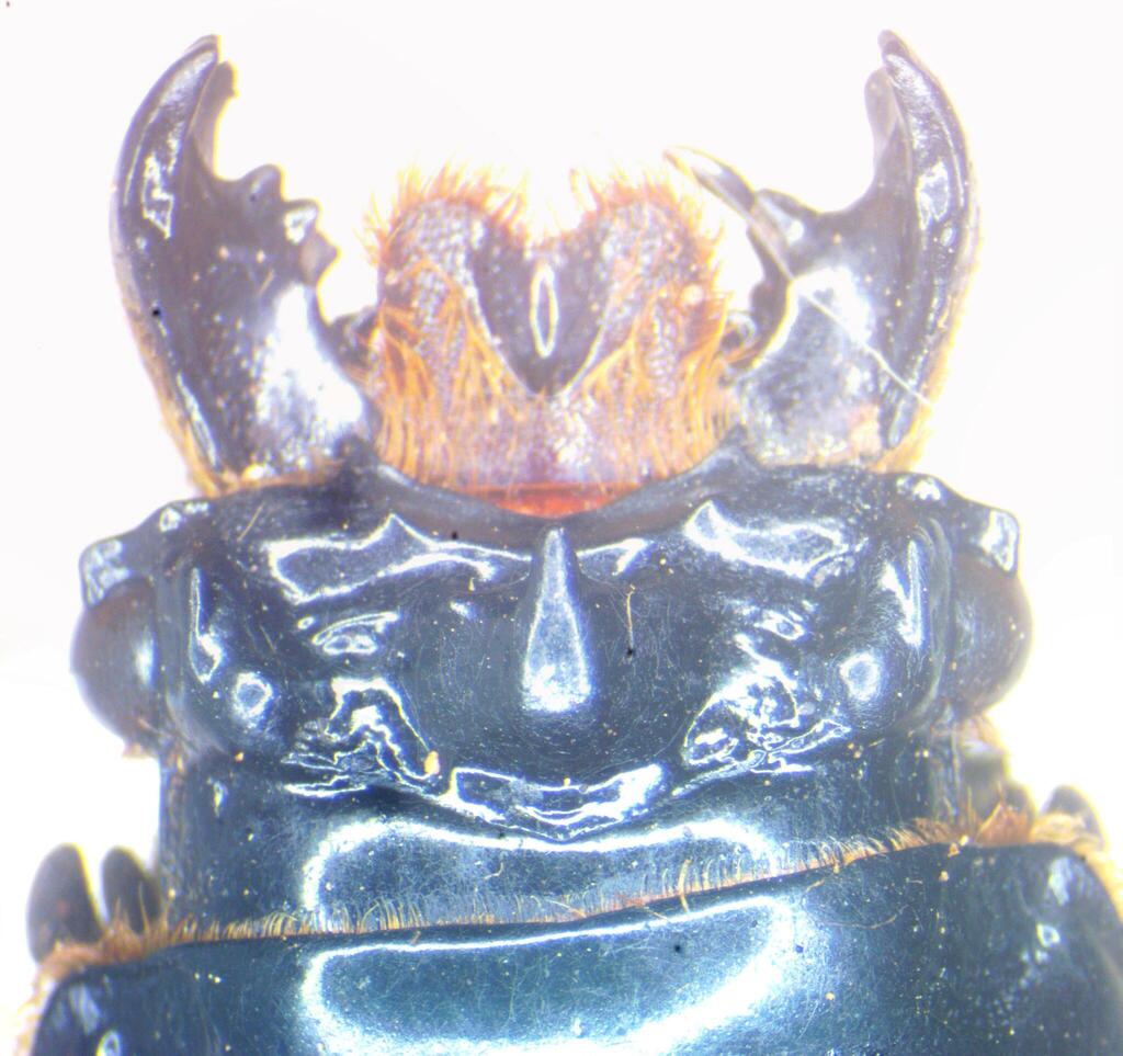 Verres cavicollis