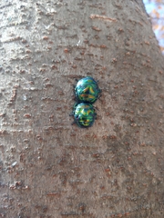 Poecilocoris splendidulus