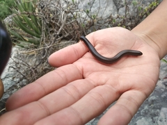 Orthoporus