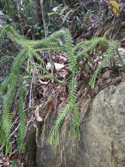 Phlegmariurus phlegmaria