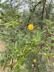 Vachellia borleae