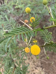 Vachellia borleae