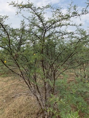 Vachellia borleae