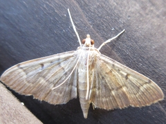 Herpetogramma rudis