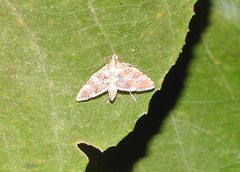 Sameodes cancellalis