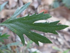 Chrysanthemum indicum