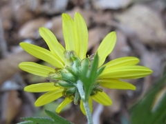 Chrysanthemum indicum