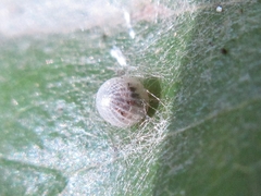 Hestina assimilis