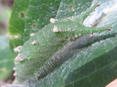 Hestina assimilis