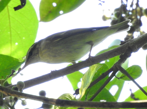 Mosquitero boreal (Phylloscopus borealis)