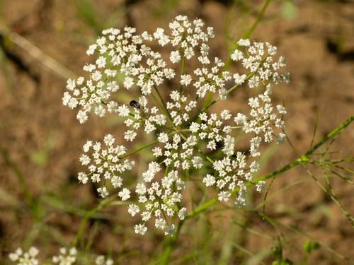 Laceflower (Ptilimnium nuttallii)