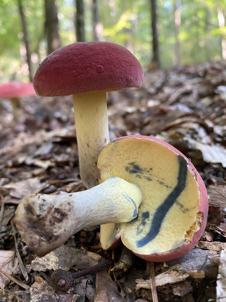 Boletus tennesseensis