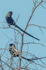 Lanius melanoleucus melanoleucus