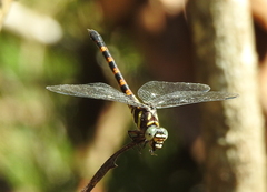 Paragomphus capricornis
