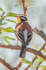 Emberiza flaviventris kalaharica