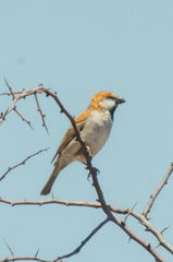 Passer motitensis