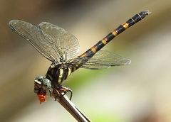 Paragomphus capricornis