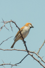 Passer motitensis