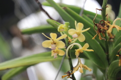 Vanda testacea